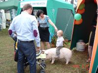 kozienice2012