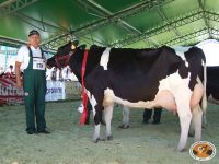 IX Regionalna Wystawa Zwierząt Hodowlanych w Siedlcach