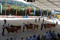 31.Fleckvieh na ringu- AGRARIA 2012