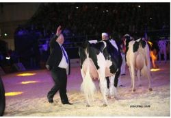 JUNIOR_CHAMPION_HOLSTEIN-_C.M.E._GOLDWYN_VANITY