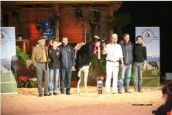 JUNIOR_RESERVE_CHAMPION_HOLSTEIN-SOUTHLAND_ALEX_CAROLLA_11