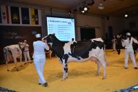 Karow 2015
