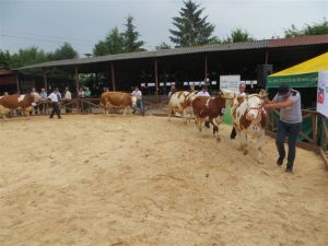 Modliszewice 2015