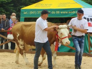 Modliszewice 2015
