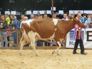 Modliszewice 2015