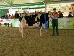 Płoniawy Bramura 2012