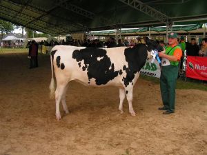 49_Jałówka_cielna_Nutka_16_PL005283997061_córka_buhaja_Undeutroi_FR3554213336_Hodowca_Bogusaw_To_640_x_480