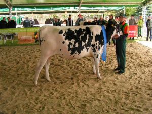 54_0_Jałówka_Barbi_4_PL005237483602__córka_buhaja_Jeeves_US134438230_Hodowca_Jan_Majkowski_640_x_480