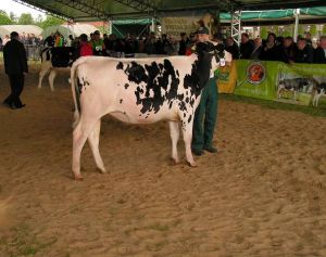 Płoniawy Bramura 2012