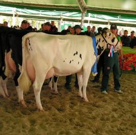 94_0_II_laktacja_Karwa_102_PL005144200040_córka_buhaja_Shottle_UK0100598172_Hodowca_Marek_Niestep_640_x_480