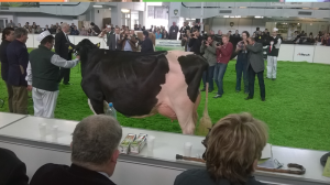 Krajowa Wystawa Zwierząt Hodowlanych Poznań 2015