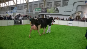 Krajowa Wystawa Zwierząt Hodowlanych Poznań 2015