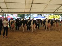 Sitno 2012