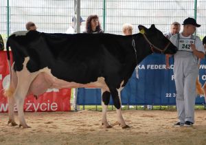 Siedlce 2015
