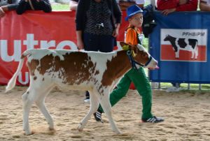 Siedlce 2015