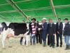 VI Regionalna Wystawa Zwierząt Hodowlanych w Siedlcach