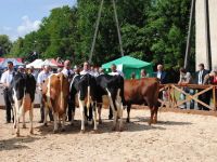 VI Świętokrzyska Wystawa Zwierząt Hodowlanych