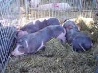 VI Świętokrzyska Wystawa Zwierząt Hodowlanych