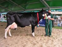 CHAMPION_III_LAKT_I_DALSZE_PO_UREMY