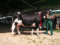 CHAMPION_SHOTTLE_PIERWIASTKA