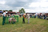 Bratoszewice 2011