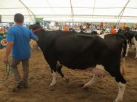 Sitno 2015