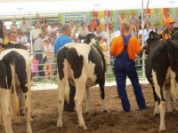 Sitno 2015