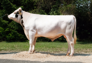 MARMUR